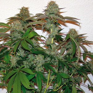 Barneys Farm 8 Ball Kush