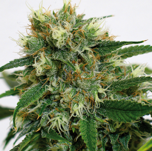 Barneys Farm Phatt Fruity