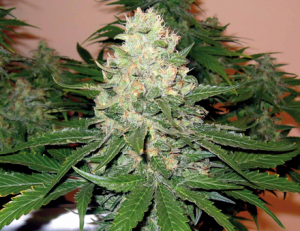 Rocklock Strain