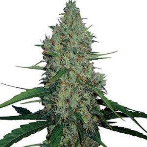 Barneys Farm G13 Haze