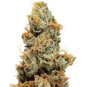 Barneys Farm Pineapple Chunk