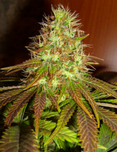 Ed Rosenthal Super Bud