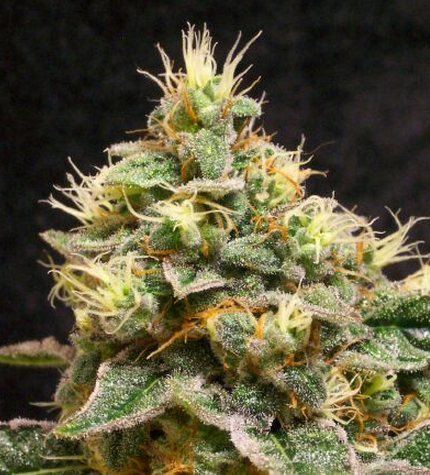 Green House Seeds Cheese