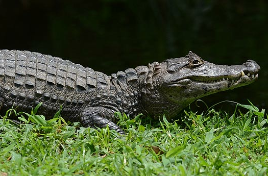 cops find alligator