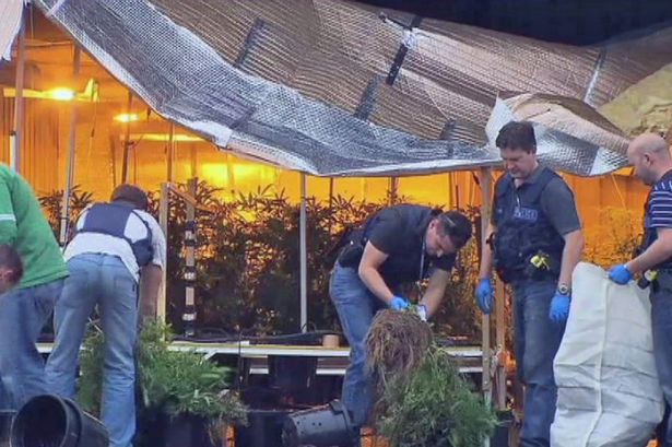 400 marijuana plants found in shed