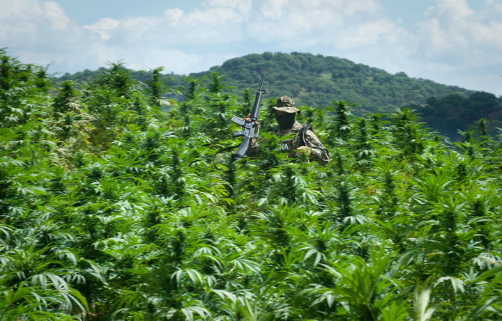 1,100 Marijuana Plants Found In An Idaho Field