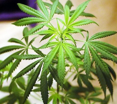 Marin Medical Alliance