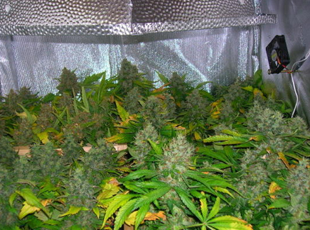 Marijuana Linked To Better Blood Sugar Control