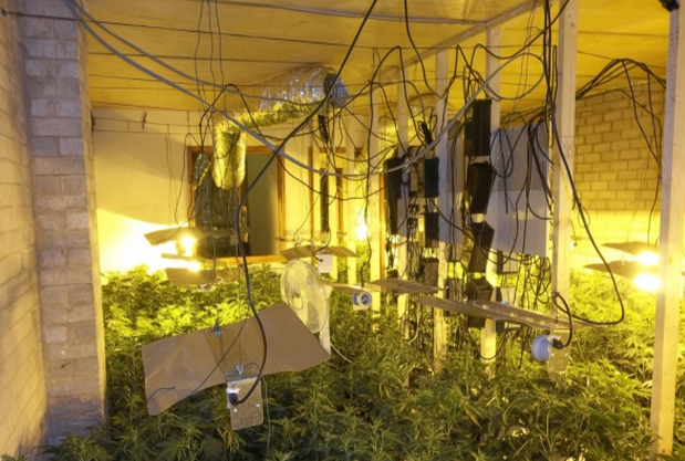 300_marijuana_plants