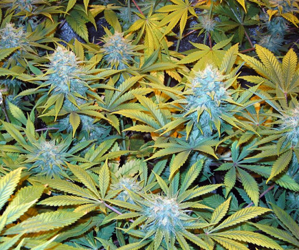 marijuana advocates roll out campaign