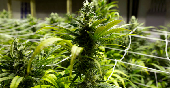 Colorado's legal marijuana