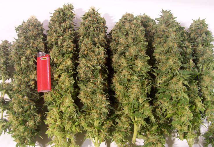 Marijuana_gets_a_Letter_of_Support_in_Washington_D.C.