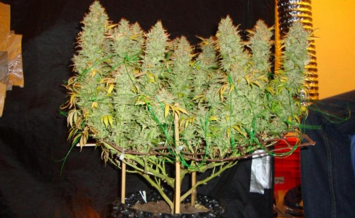 Marijuana Jobs Higher Than Estimated