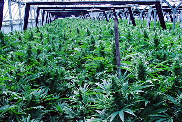 Berkeley City Council Orders FREE Weed