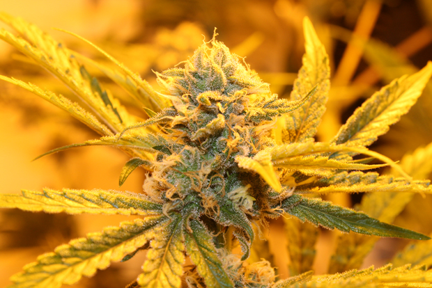 5 Amazing Facts About Cannabis