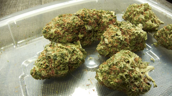 24-Pound Bail of Weed Falls From Sky onto Families House