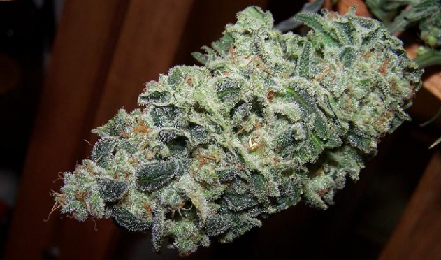 Alaskan Matanuska Thunderfuck