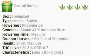 Barneys Farm Amnesia Lemon