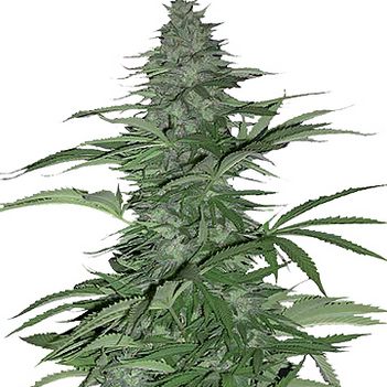 Barneys Farm Morning Glory