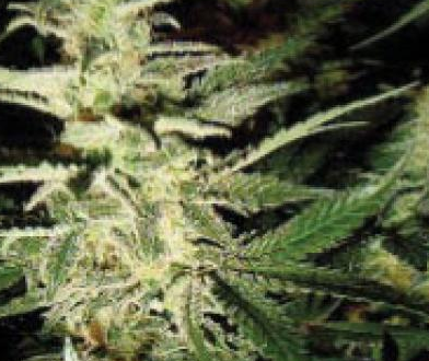 Barneys Farm Morning Glory