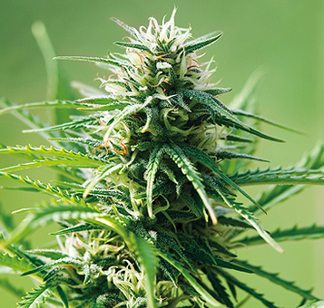 Barneys Farm Sweet Tooth