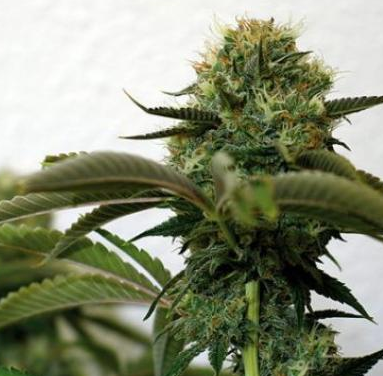 Barneys Farm Top Dawg