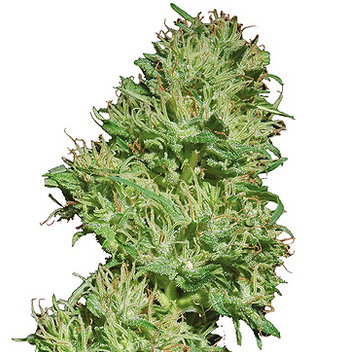 Barneys Farm Utopia Haze