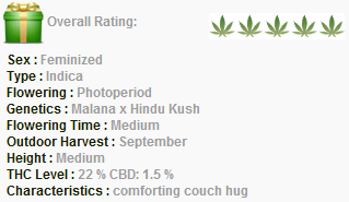 Barneys Farm Violator Kush