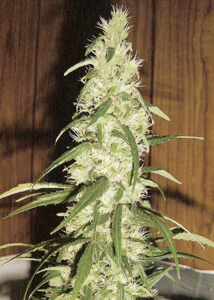 Bronze Whaler marijuana