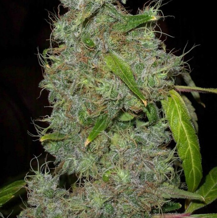 Bronze Whaler marijuana