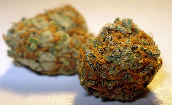 California Orange bud