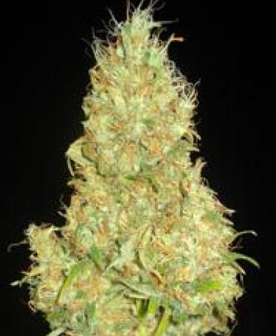 Delicious Seeds Fruity Chronic Juice