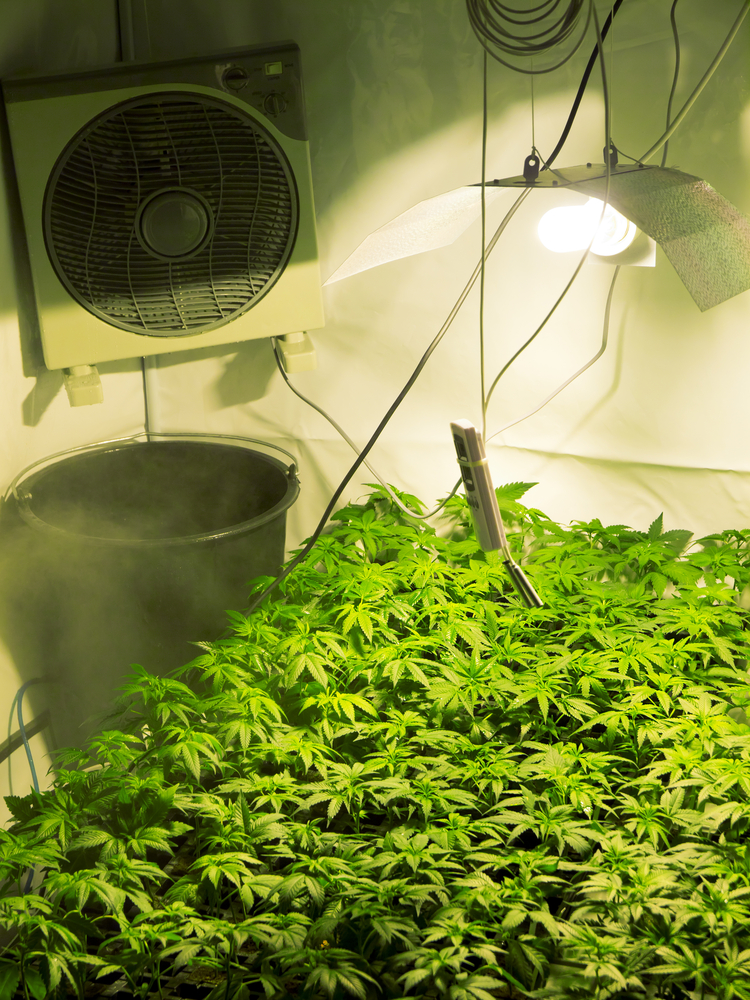 Foreclosed Houses Become Homes for Indoor Marijuana Farms