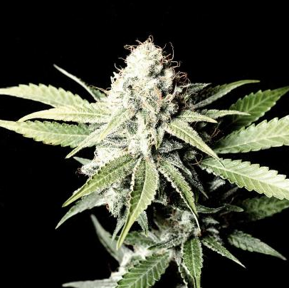 Green House Seeds Great White Shark