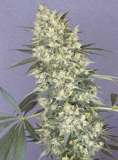 Kalichakra marijuana