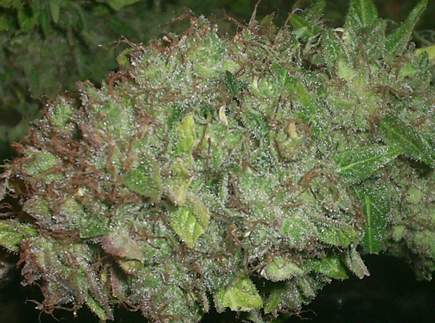 Kalichakra strain