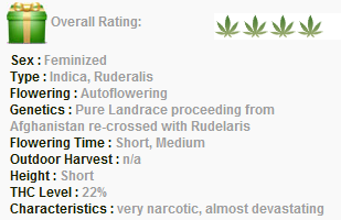 World of Seeds Afghan Kush Ryder