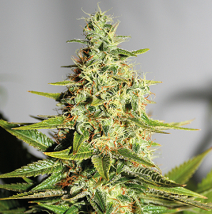 barneys farm acapulco gold