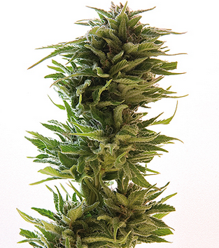 Barneys Farm Amnesia Lemon