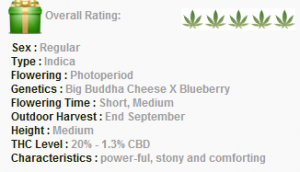 Barneys Farm Blue Cheese