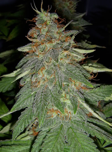 Big Buddha Cheese grow