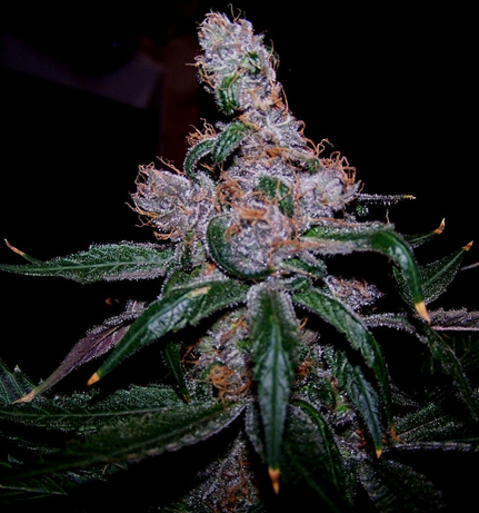 blueberry marijuana strain