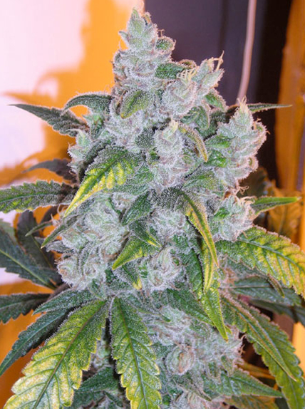 blueberry marijuana strain
