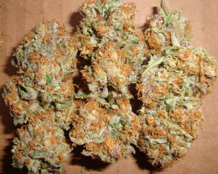 Burmese Kush seeds