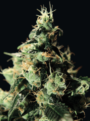green house seeds chemdog