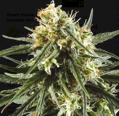 Green House Seeds Hawaiian Snow