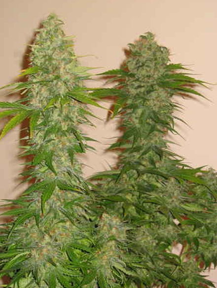 rocklock strain