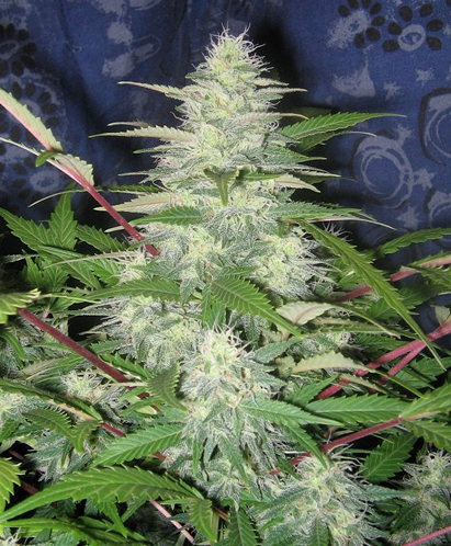 Swazi Skunk