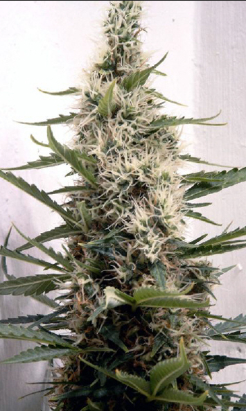 Swazi Skunk