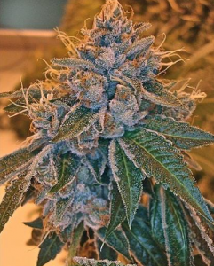 Reserva Privada Kosher Kush